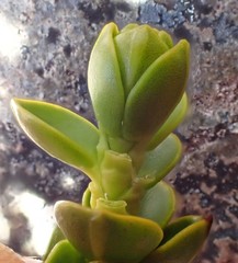 Veronica pauciramosa