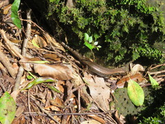 Silvascincus murrayi