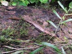 Silvascincus murrayi