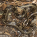 Black Rat Snake - Photo (c) Todd Pierson, some rights reserved (CC BY-NC-SA)