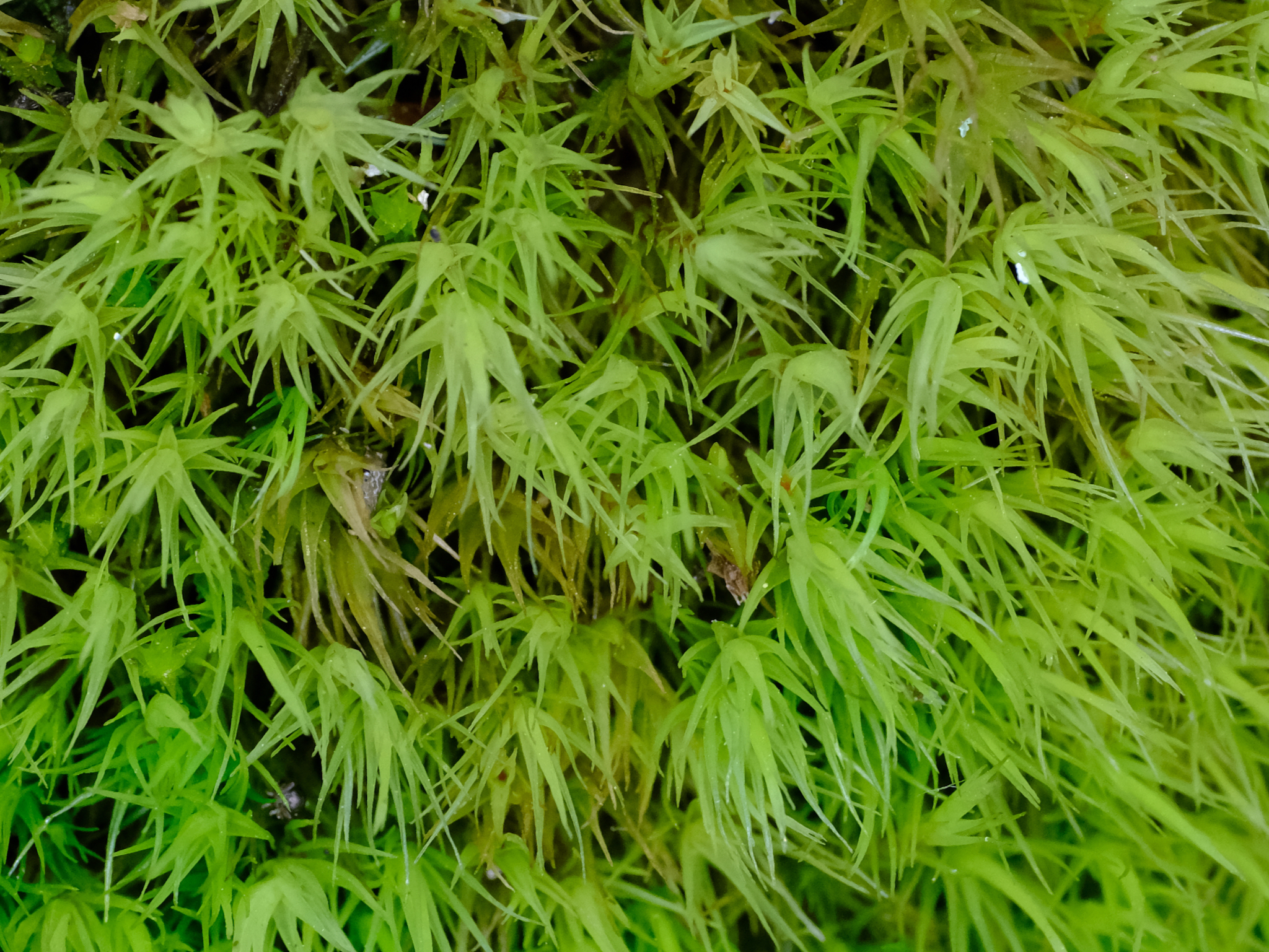 Dicranum howellii