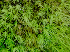 Dicranum howellii
