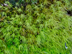 Dicranum howellii