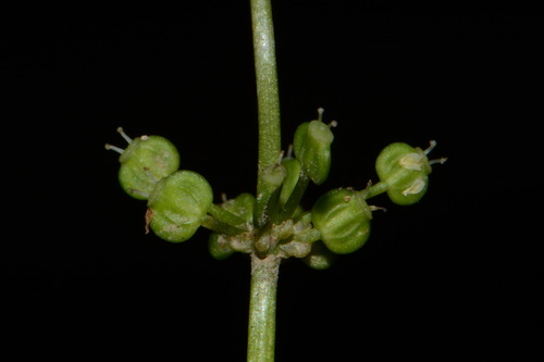 Whorled Marshpennywort (Hydrocotyle prolifera)