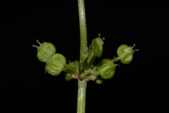 Hydrocotyle tribotrys