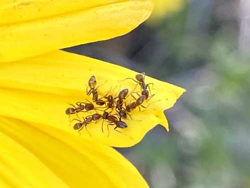 iNaturalist observation photo of Argentine Ant