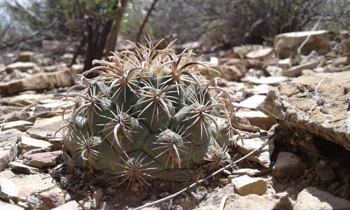 Coryphantha kracikii