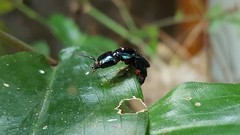 Eulissus