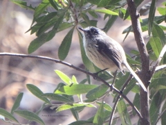 Anairetes parulus parulus