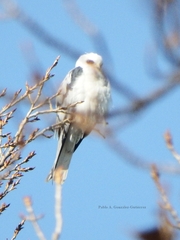 Elanus leucurus leucurus