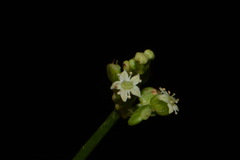 Hydrocotyle tribotrys