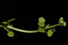 Hydrocotyle tribotrys