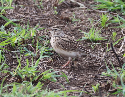 Somali Short-toed Lark (Alaudala somalica), photo 3