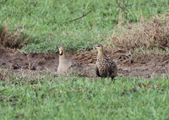 Pterocles gutturalis