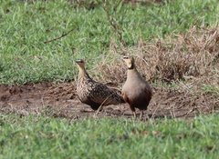 Pterocles gutturalis