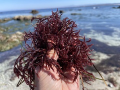 Gelidium arborescens