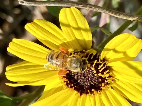 iNaturalist observation photo of Western Honey Bee