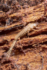Tricholepidion gertschi