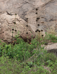 Leonotis nepetifolia