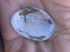 Periploma planiusculum