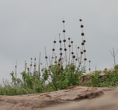 Leonotis nepetifolia