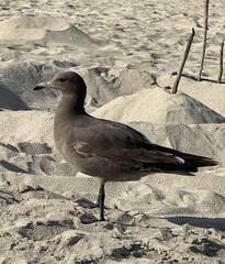 Larus heermanni