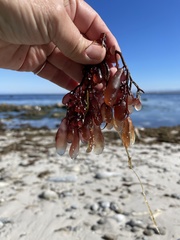 Botryocladia pseudodichotoma