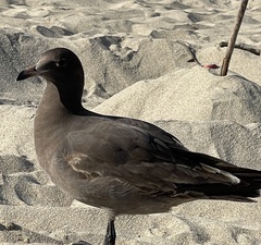 Larus heermanni