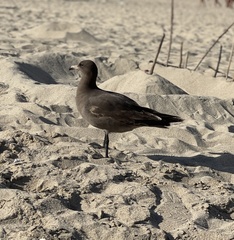 Larus heermanni