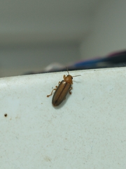 Coleoptera
