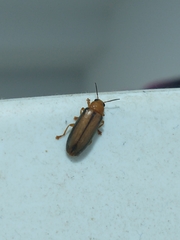 Coleoptera
