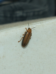 Coleoptera