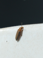 Coleoptera
