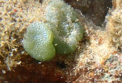 Dictyosphaeria