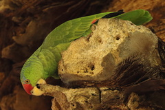 Amazona viridigenalis