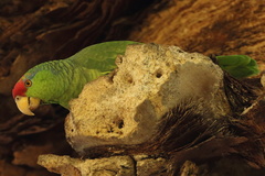 Amazona viridigenalis