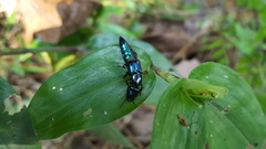 Eulissus