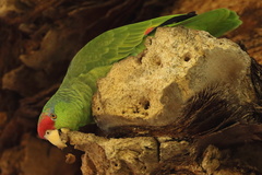 Amazona viridigenalis