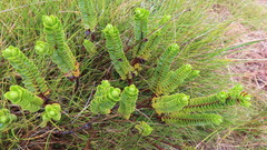 Veronica pauciramosa