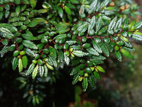 Image of Triolena Pileoides (Triolena pileoides) by (c) Nolan Exe, some rights reserved (CC BY)