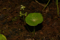 Hydrocotyle tribotrys