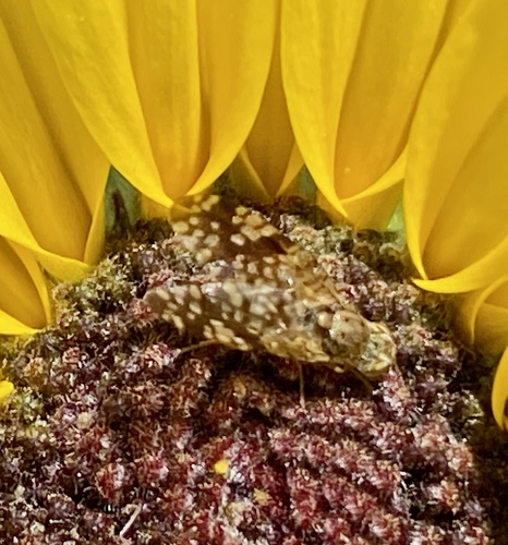 iNaturalist observation photo of Sunflower Seed Maggot