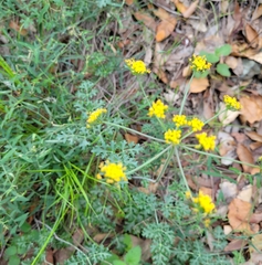 Tauschia kelloggii