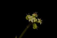 Hydrocotyle tribotrys
