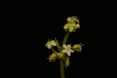 Hydrocotyle tribotrys