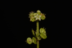 Hydrocotyle tribotrys