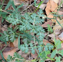 Tauschia kelloggii