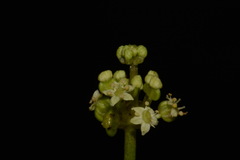 Hydrocotyle tribotrys