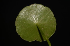Hydrocotyle tribotrys