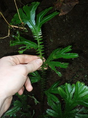 Selaginella poeppigiana